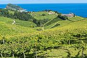Weinberge in der Umgebung Weinberge in der Umgebung