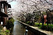 Kirschblüte in Kyoto Kirschblüte in Kyoto